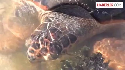 Didim'de yaralı Caretta caretta bulundu