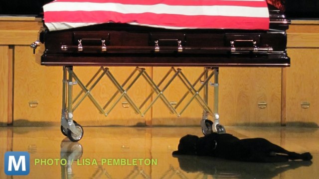 Study: Dogs Understand Humans Better Than Previously Thought