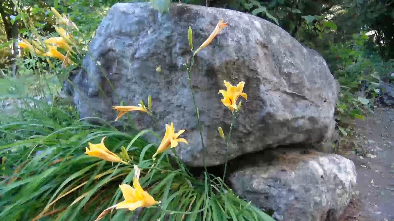 Life Speed Nature 2