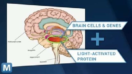 MIT Scientists Prove Our Memories Are Physical