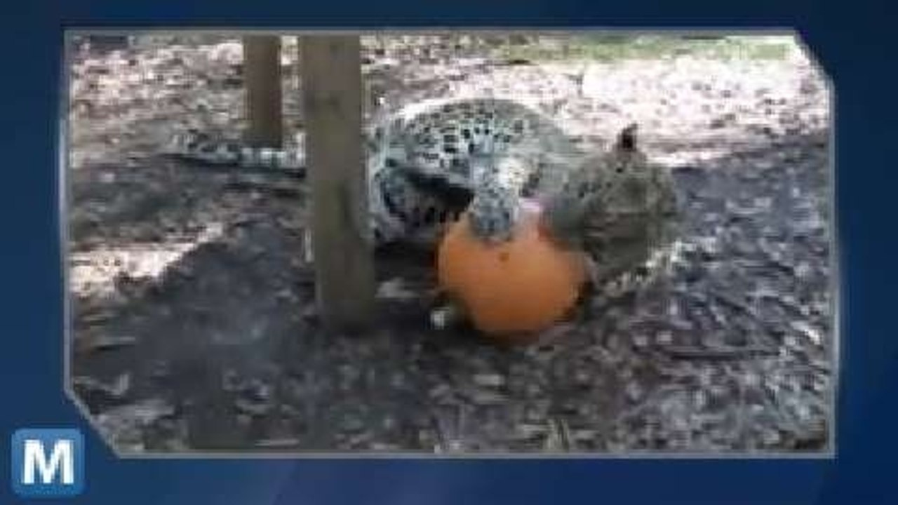 Viral Video Recap: Wayward Baseballs, Lucrative Offers and Big Cats Eating Pumpkins