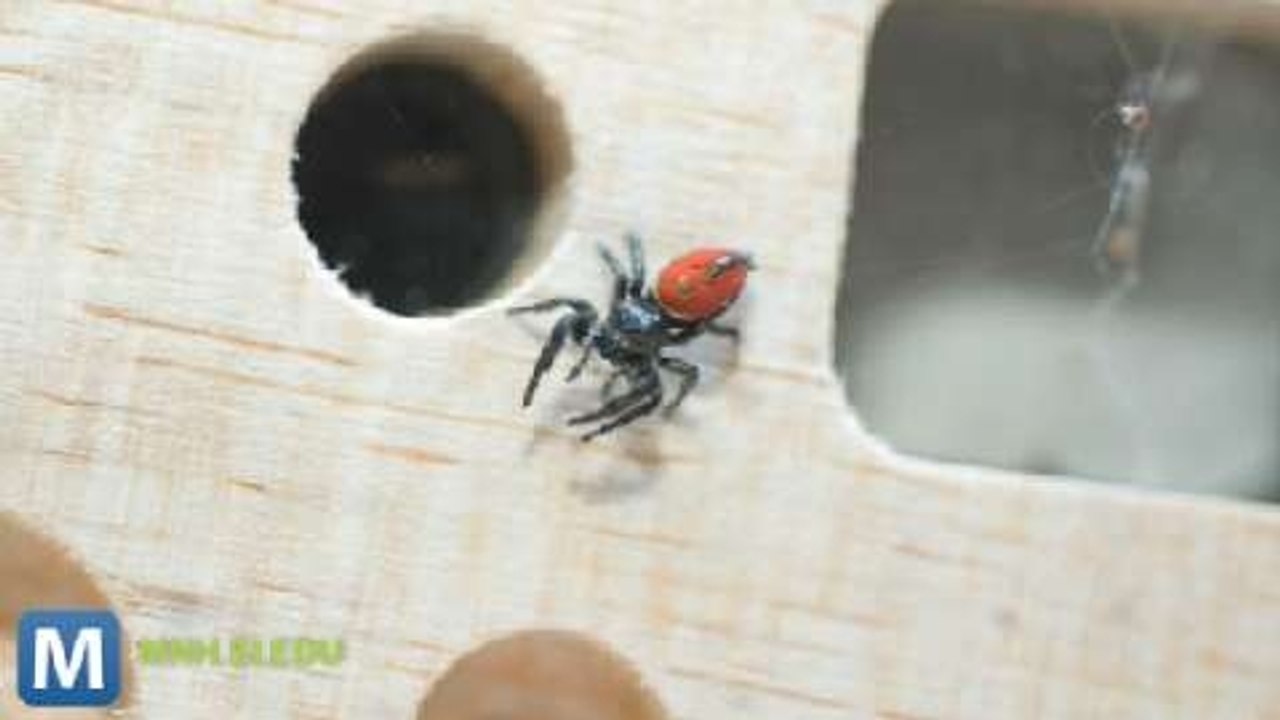 Spidernaut Nefertiti Returns to Earth from ISS