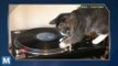Viral Video Recap: 45-rpm Cats and Discovering Daleks