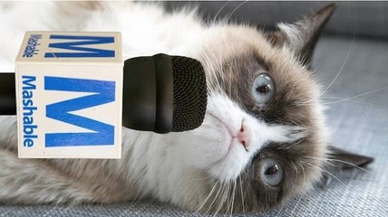 Grumpy Cat Hates interviews