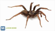Newly Discovered Spider Named After President Obama
