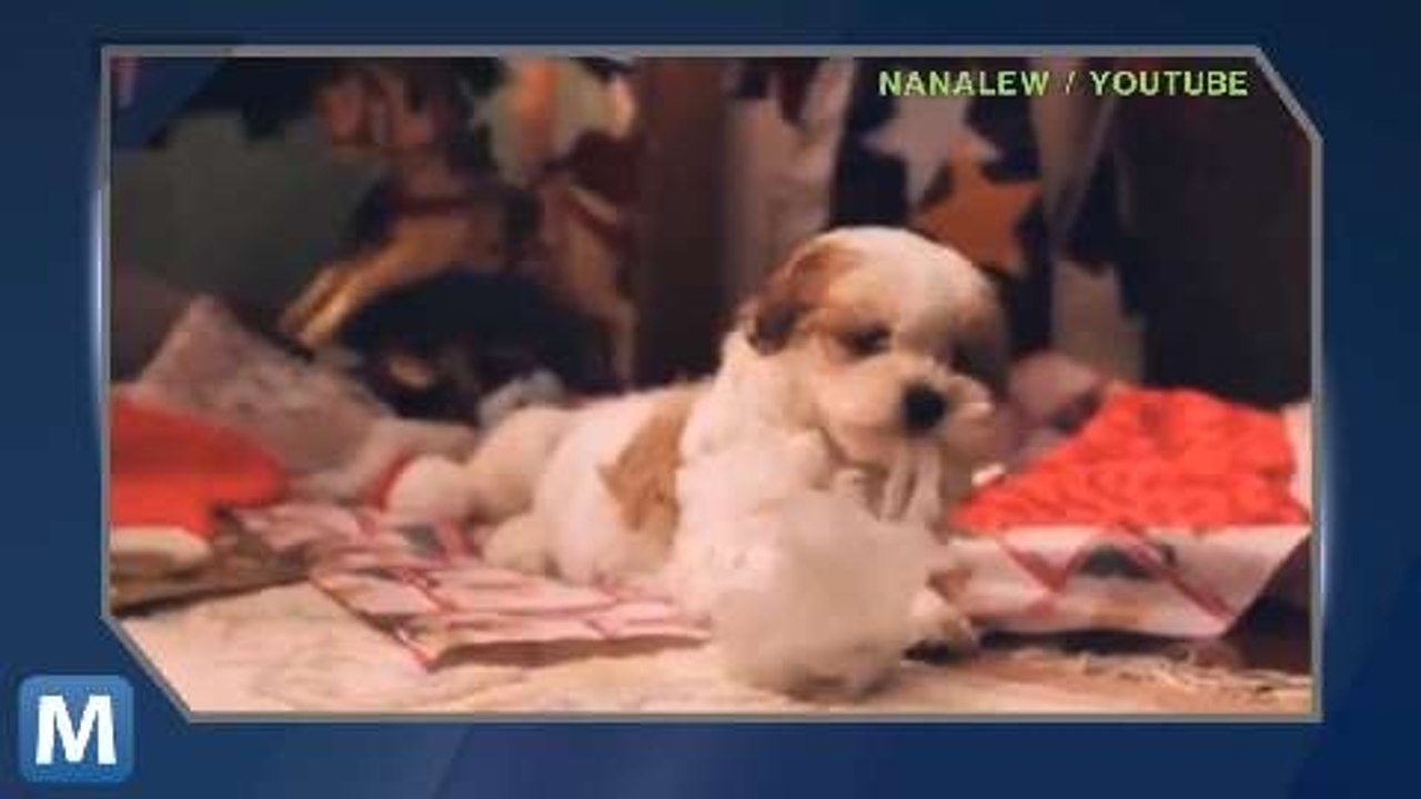 Viral Video Recap: Escaping Cats and Festive Dogs