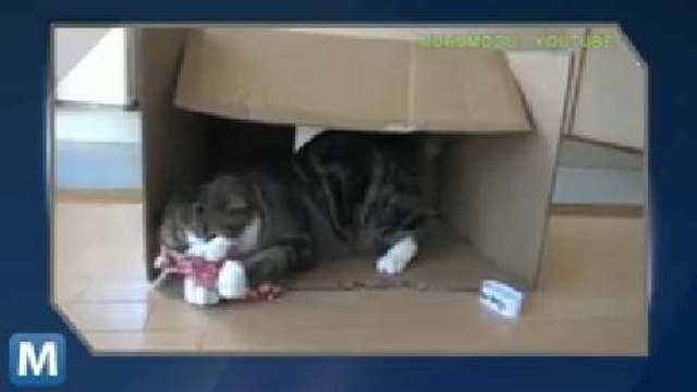 Viral Video Recap: A Guys Gets a Puppy and Fireworks in Reverse