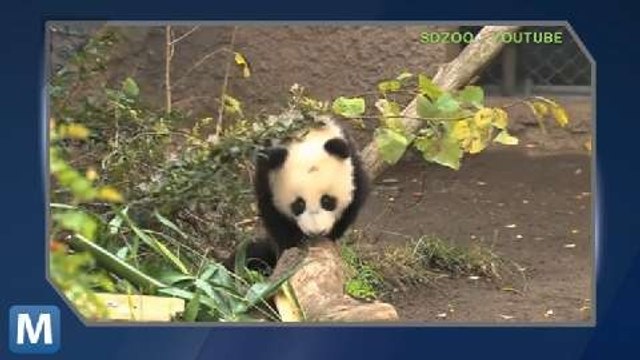 Viral Video Recap: Cats and Bubbles, Dogs and Oranges