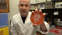 Microbiologist Uses Bacteria to Recreate Photographs