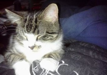 Cat Struggles to Catch Laser