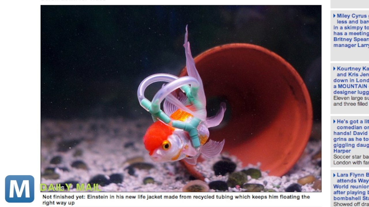 A Fish Gets a Helping Hand from a DIY Lifejacket