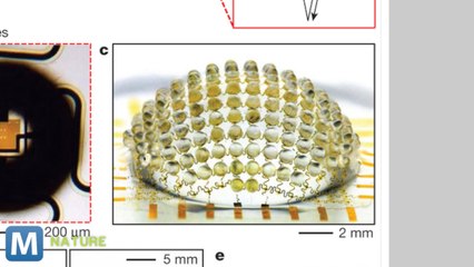 Researchers Develop Insect-Inspired Compound Camera