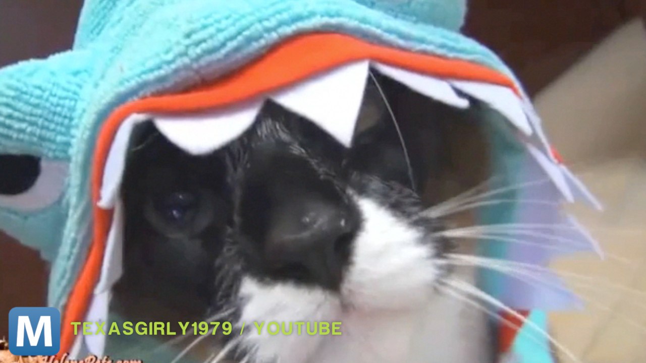 Viral Video Recap: Cats on Roombas and Literal Twitter Following