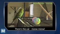 Viral Video Recap: Stuck Cats and Talking Budgerigars