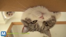 Viral Video Recap: Maru the Cat and Chocolate Zoetropes