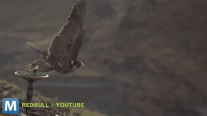 Viral Video Recap: Chasing Tails and Racing Falcons