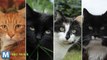 GPS Tracking, Video Reveals the ‘Secret Life of Cats’