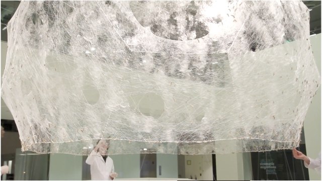 MIT Lab Uses Silkworms as Natural, 3D Printers