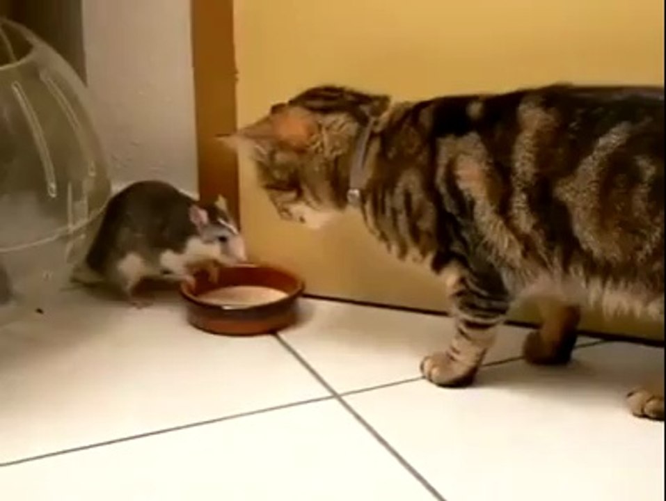 The Real Tom & Jerry
