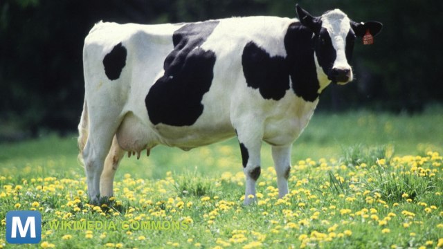 Farmers in England are Connecting Cows to the Internet