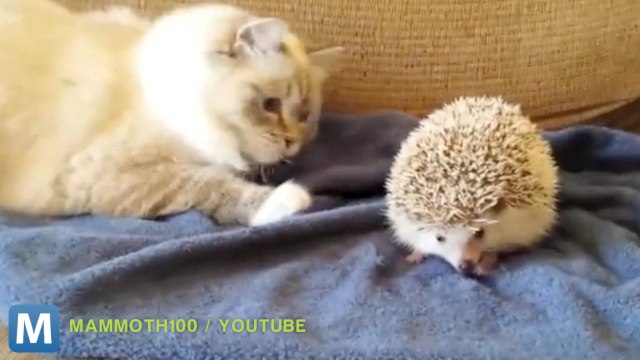 Viral Video Recap: Startled Cats and Directing an Orchestra