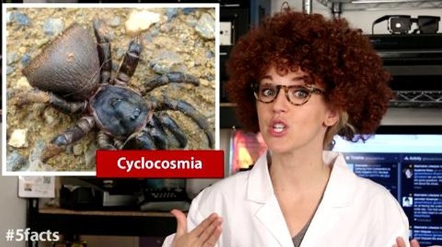 5 Horrifying Facts About Spiders