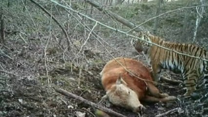 Video shows hungry wild Siberian tiger feeding on an ox