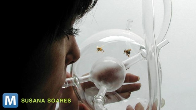 Designer Reveals Bees Can Be Trained to Detect Cancer, Illness