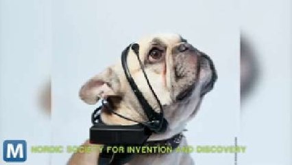 Tech Aims to Translate Dogs’ Thoughts into Words