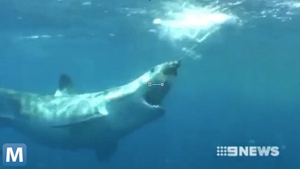 Australian Officials Now Using Twitter to Post Shark Warnings