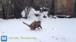 Viral Video Recap: Cats on Snow and the Year in Review