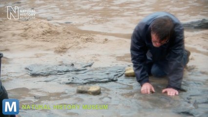 Near Million-Year Old Human Footprints Discovered in Britain