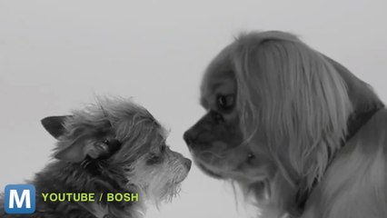 Viral Video Recap: Stalking Cats and Kissing Dogs