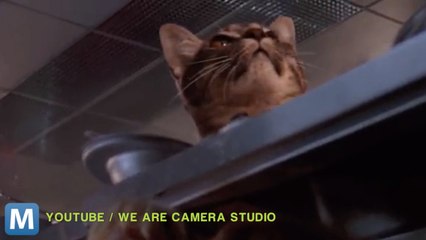 Viral Video Recap: Raptor-Size Cats and Differences Between Dogs