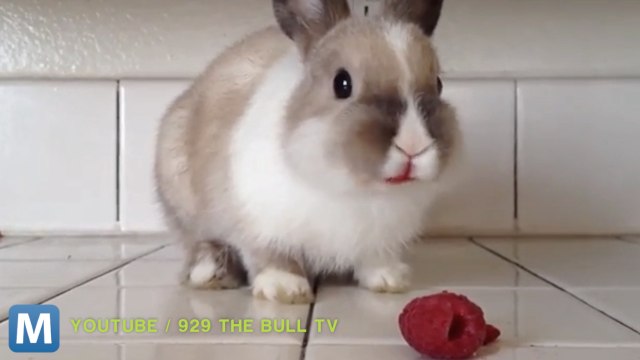Viral Video Recap: Gyms for Cats and a Rabbit Eating Raspberries