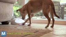 CleverPet Could Make Your dog Smarter While You’re Away