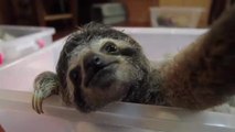 Sloth Week at the Sloth Sanctuary in Costa Rica