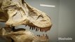 How to 3D Print a Dinosaur