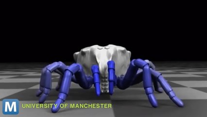 Fossilized Arachnid Walks Again in Computer Reconstruction