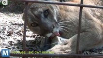 Viral Video Recap: Big Cat Popsicles and Fetching the Mail