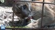 Viral Video Recap: Big Cat Popsicles and Fetching the Mail