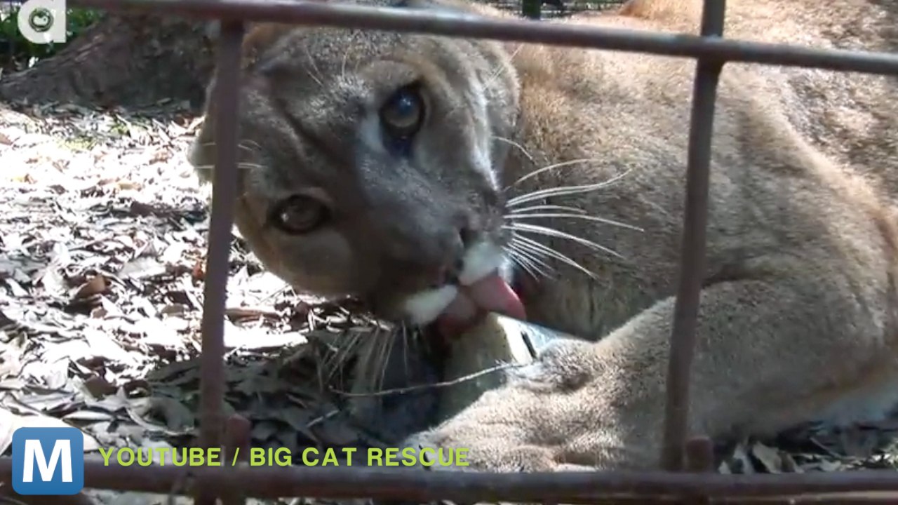 Viral Video Recap: Big Cat Popsicles and Fetching the Mail