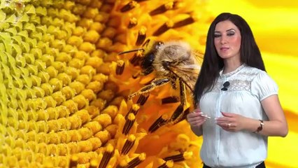 Самка пчелы ( 1080 p)