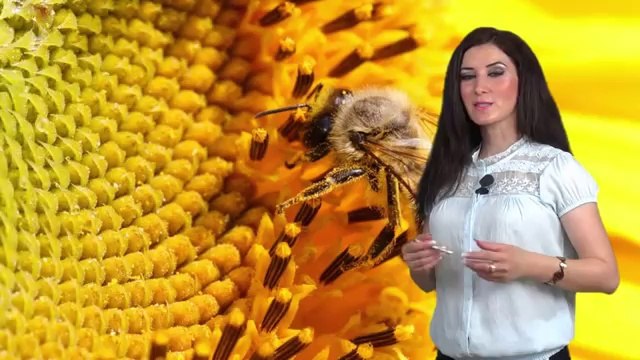 Самка пчелы ( 1080 p)