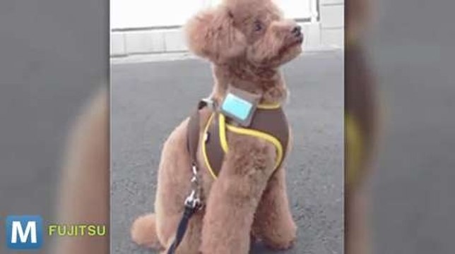 Fujitsu Developing a Tech Collar to Track Your Dog’s Activity