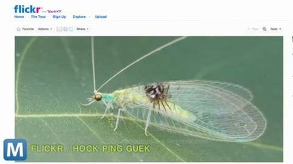 Scientists Accidentally Discover New Bug Species in Flickr Gallery