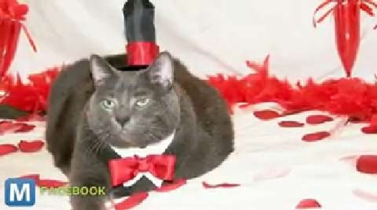 Facebook Cheers On Cat’s Epic Weight Loss Saga