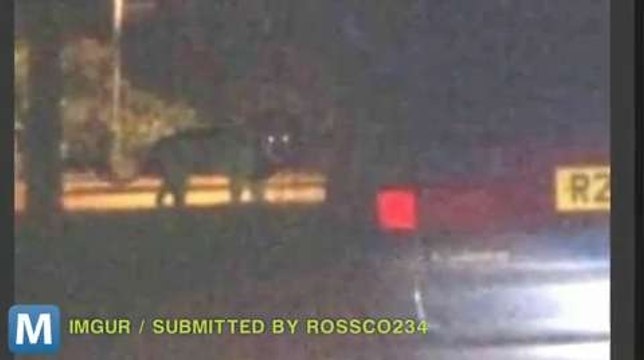 A Twitter Account for the ‘Lion’ on the Loose In England Appears, ‘Lion’ Still Missing