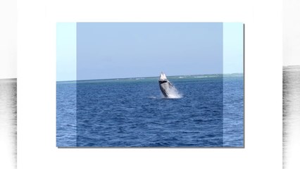 les baleines de Nouvelle Calédonie