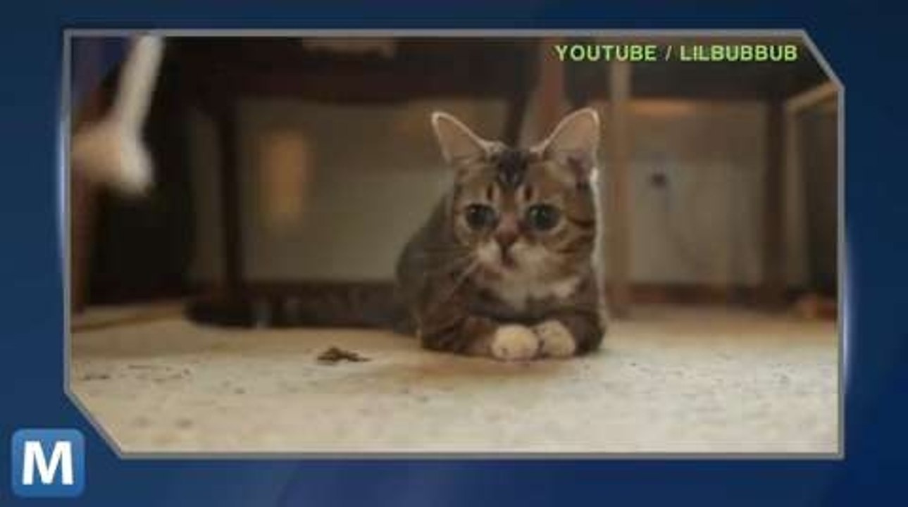 Viral Video Recap: Bub the Cat, Herding Ducks and Paul Ryan Goes to Starbucks